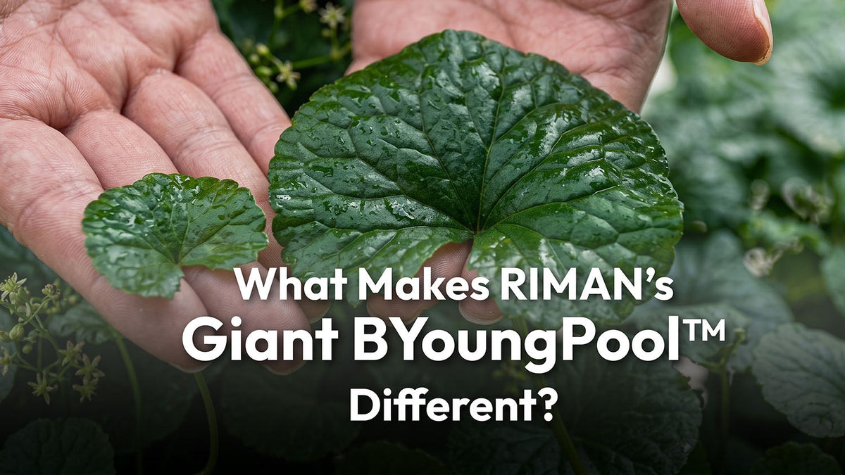 What Makes RIMAN’s Centella Asiatica (Giant BYoungPool™) Different?